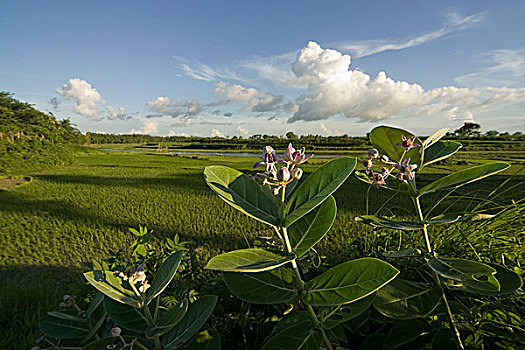 风景,孟加拉,六月,2007年