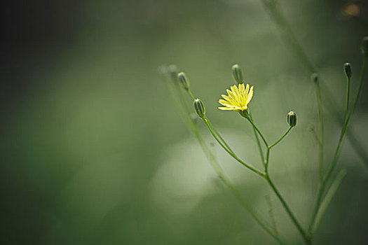 花,草地,照片