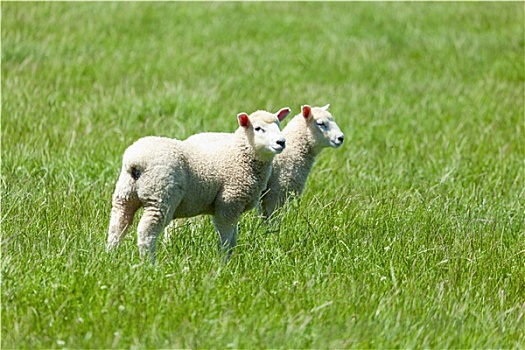 绵羊,草