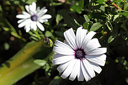 白色野菊