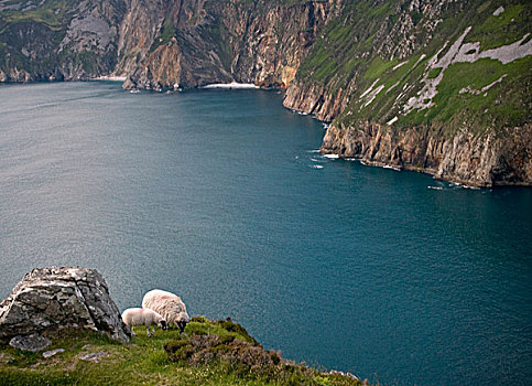 爱尔兰,绵羊,峭壁