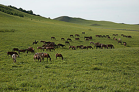 盛夏内蒙古坝上草原上放牧的马群