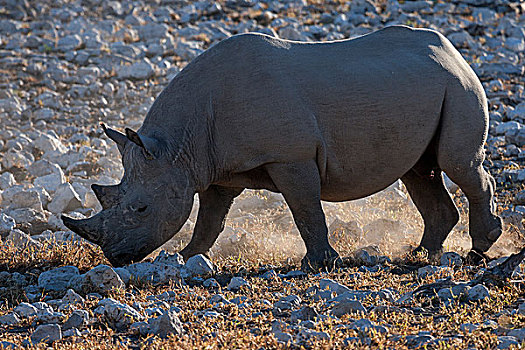 黑犀牛,埃托沙国家公园,纳米比亚,非洲