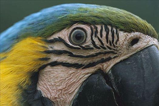 蓝黄金刚鹦鹉,黄蓝金刚鹦鹉,脸,自然保护区,秘鲁