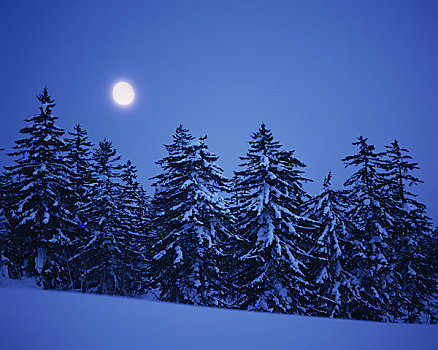 木头,月亮,冬天