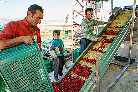 红椒,处理,土耳其