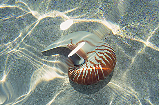 鹦鹉螺贝壳,热带海岛