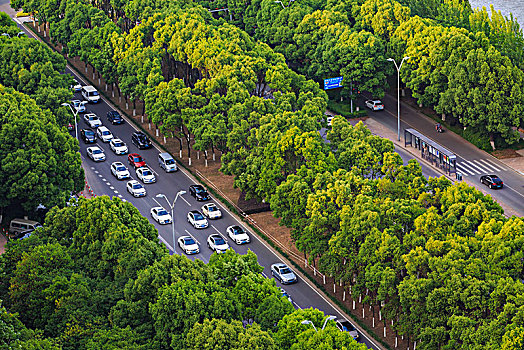 俯瞰,路面,车流,汽车,阳光,树木,绿色,道路