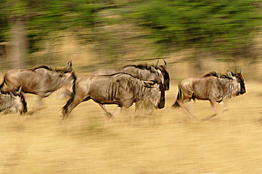 角马,动态,塞伦盖蒂国家公园,坦桑尼亚