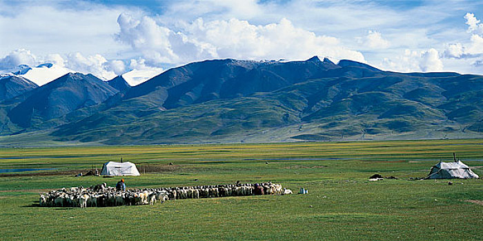 西藏申扎县甲岗山下的牧民在挤羊奶