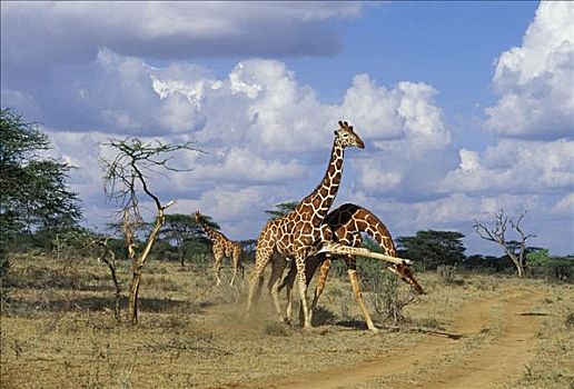 争斗,网纹长颈鹿,长颈鹿,萨布鲁国家公园,肯尼亚