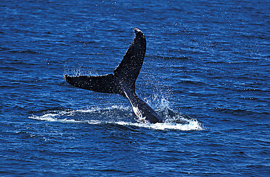 驼背鲸,大翅鲸属,鲸鱼,成年,击打,水,尾部,阿拉斯加