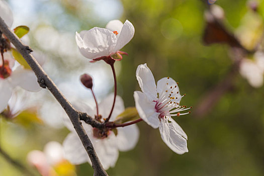 春天,繁花