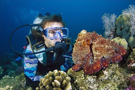 礁石,章鱼,霞水母章鱼,看,潜水,岛屿,印度尼西亚
