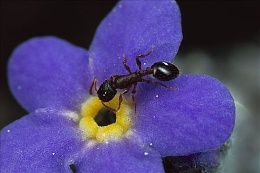 蚂蚁,花粉,高山,勿忘我,花,科罗拉多