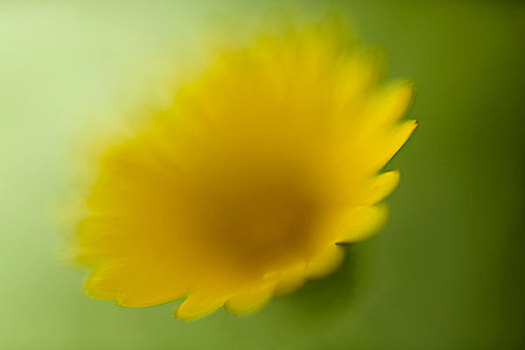 黄色,雏菊,绿色背景,散焦