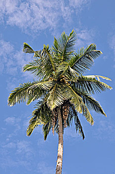 椰树,手掌,斯里兰卡,亚洲