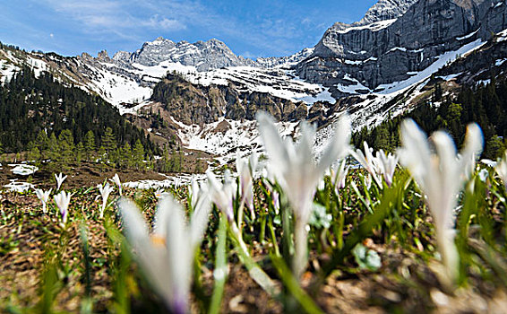 春天,藏红花,番红花属,奥地利,阿尔卑斯山,山,背景,著名,山谷,山脉