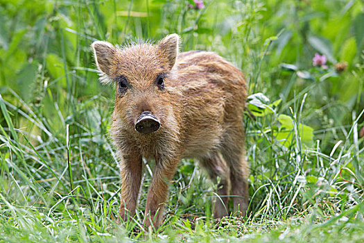 野猪,小猪,禁猎区,黑森州,德国