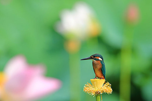 荷花池,翠鸟