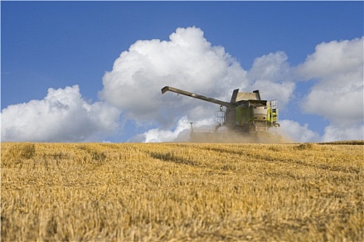 联合收割机,收获,小麦,晴朗,乡村,地点
