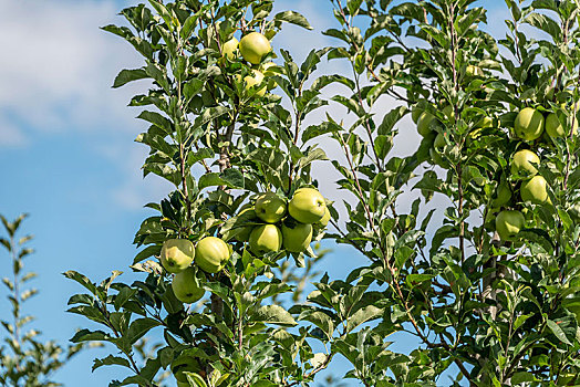 成熟,青苹果,悬挂,苹果树,苹果,种植园,特兰迪诺,南蒂罗尔,意大利,欧洲
