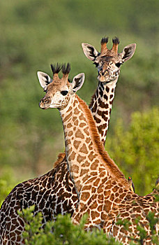 长颈鹿,东非,坦桑尼亚