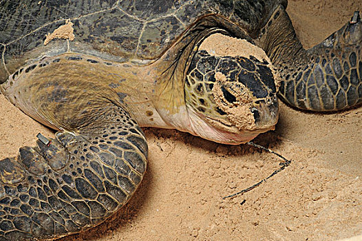 绿海龟,龟类,女性,产卵,国家公园,沙捞越,婆罗洲,马来西亚