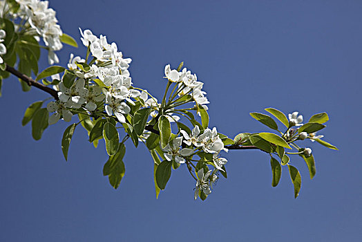 花,梨树,春天,巴伐利亚,德国