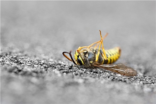 死,黄蜂