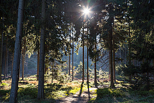 太阳,发光,松树,树林,山,靠近,萨克森,德国,欧洲