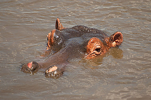 巨大,雄性,河马,游泳池,塞伦盖蒂国家公园,坦桑尼亚