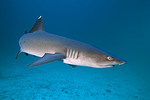 灰三齿鲨,鲎鲛,岛屿,哥斯达黎加,北美
