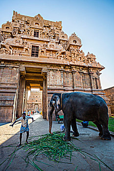 印度,泰米尔纳德邦,坦贾武尔,寺庙,大象,前景