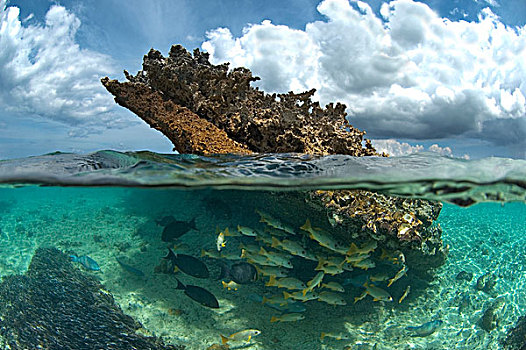 珊瑚,岩层,礁石,游动,下面,塞舌尔