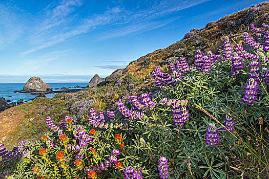 上油漆,野花,遮盖,山,高处,海滩,靠近,加利福尼亚,美国