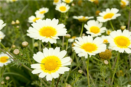 雏菊,春花,地点,黄色,白色,草地