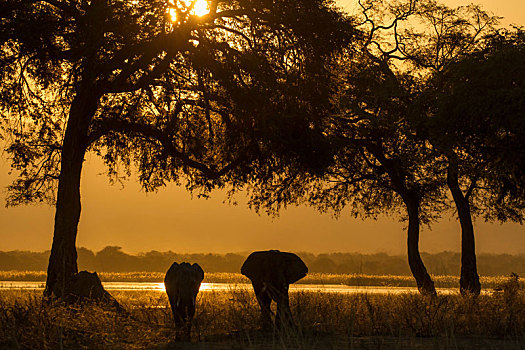 大象,幼兽,非洲象,赞比西河,津巴布韦