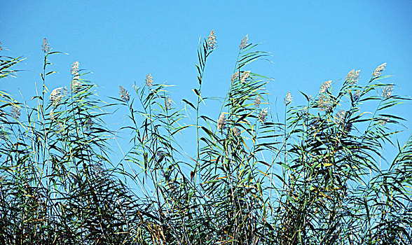 沙湖,湖,芦苇