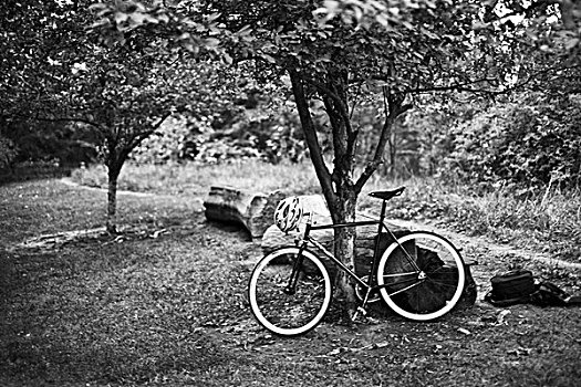 自行车,倚靠,树