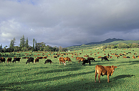 美国,夏威夷,毛伊岛,母牛,放牧,茂密,绿色,地点