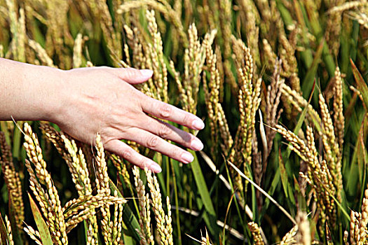 水稻,稻田,粮食,农作物,大米,丰收,田野,饱满,成熟,手,喜悦,抚摸