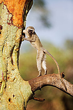 长尾黑颚猴,觅食,室内,树干,林波波河,南非