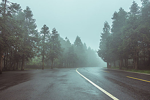 雾中的森林道路