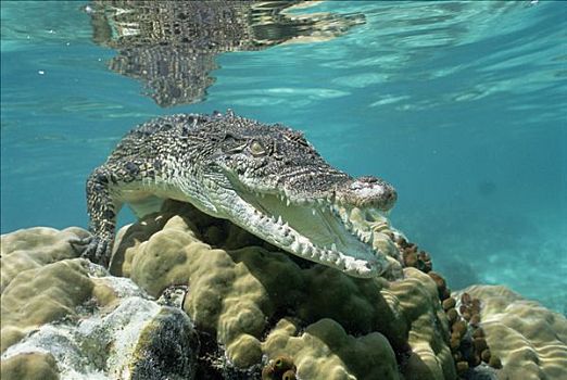 咸水鳄,湾鳄,水下,肖像,澳洲南部