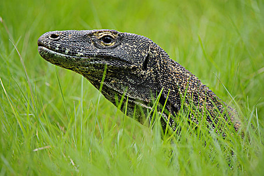 科摩多巨蜥,科摩多龙,草丛,印度尼西亚