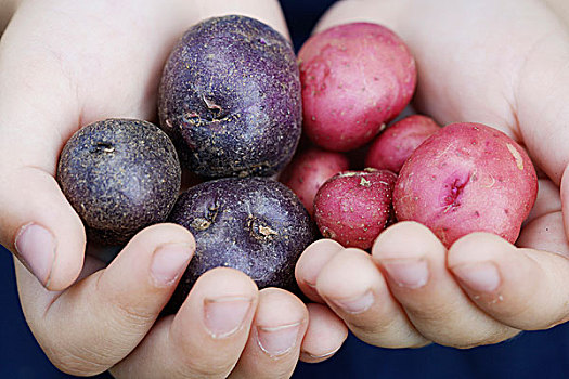 山,中心,塞尔维亚,孩子,紫色,粉色,复活节彩蛋,土豆