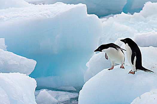 阿德利企鹅,一对,冰山,南极半岛,南极