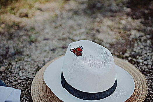 蝴蝶,帽子