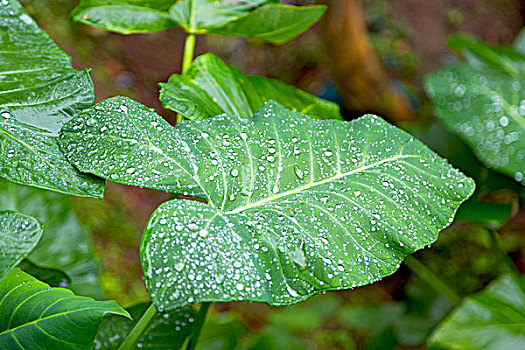 叶子,雨,背景,壁纸